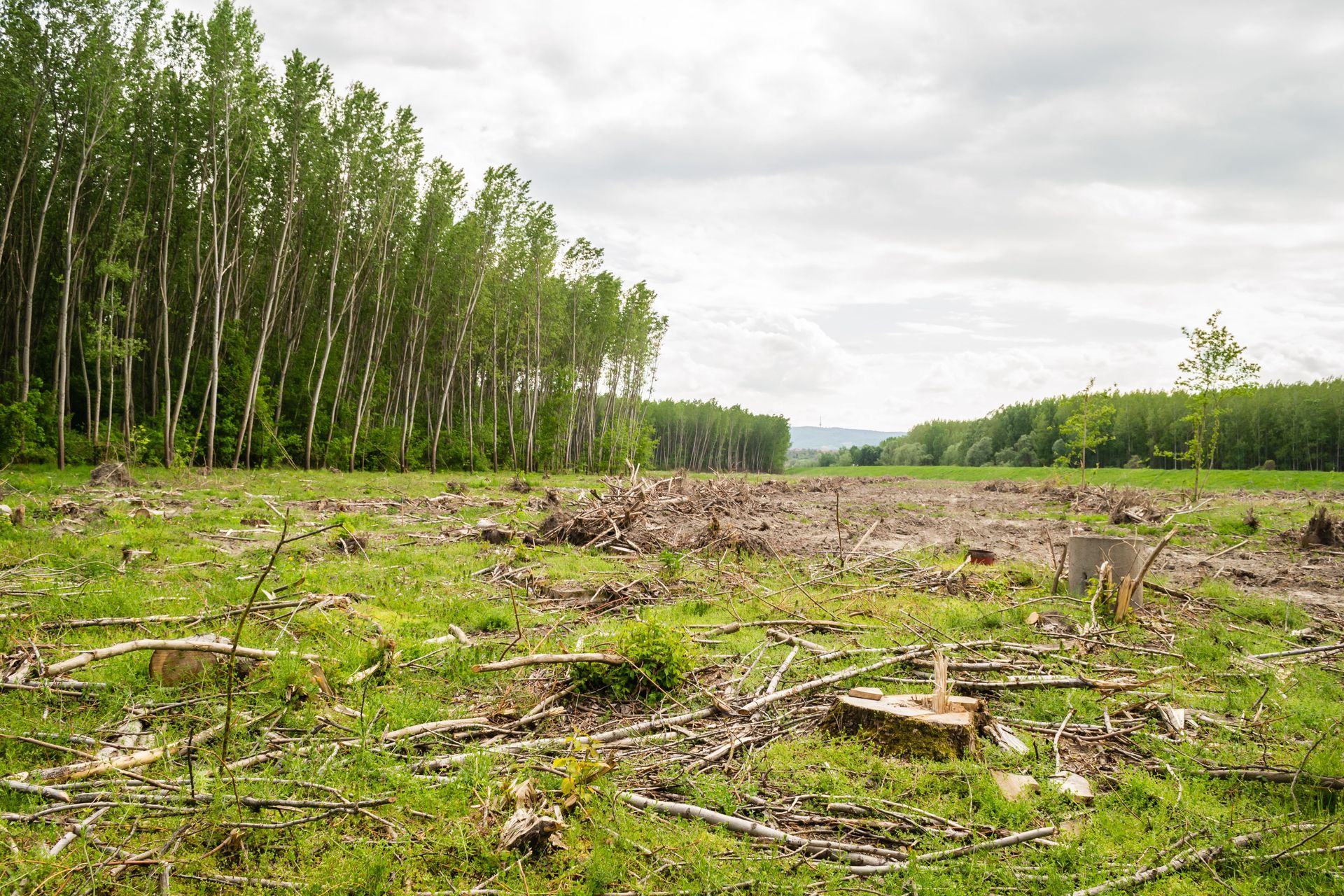 A vivid depiction of deforestation highlighting the environmental impact and cleared land.